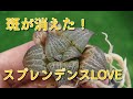 【多肉植物】斑入りが消えた？！悲しい成長記録続編！ハオルチア　ハオルシア  ビザールプランツ　珍奇植物　Haworthia　Succulents