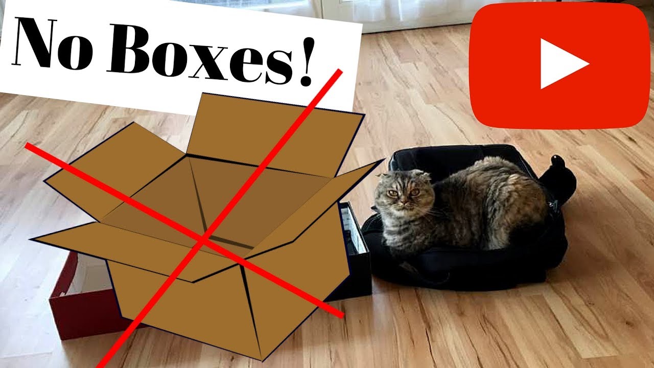 My Cat doesn't like boxes!! YouTube