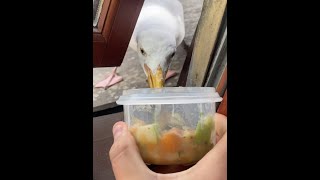 Giving My Pet Seagull a Nice Healthy Breakfast