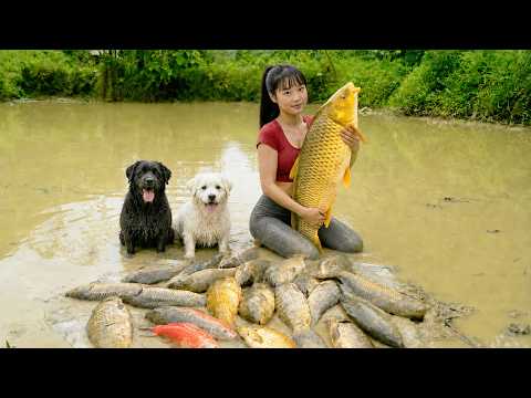 [ TIMELAPSE ] How to Drain a Pond Full of Giant Carp and Catch the Biggest Golden Fish