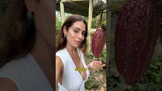 TRYING THE RAREST & MOST EXPENSIVE CHOCOLATE IN THE WORLD🍫💵🇪🇨 #shorts #ecuador #cacao #chocolate
