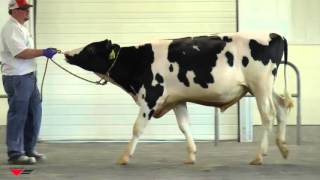 014HO07667 MOST WANTED Most Wanted Cow