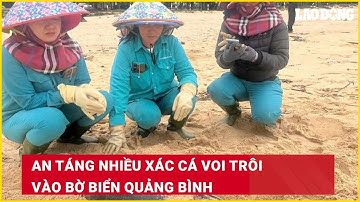 An táng nhiều xác cá voi trôi vào bờ biển Quảng Bình| Báo Lao Động