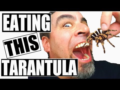 Video: Hvordan smager tarantelkød?
