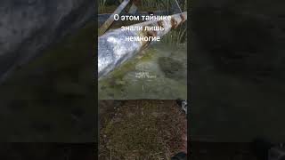 Секрет от разрабов #stalker2 #gameplay #fladar #сталкер #gaming #coop #edit #games #stalker