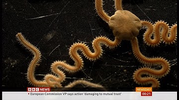 First genome mapping of all species (70,000) in a country (UK) - BBC News