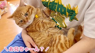 妹が泣くとすぐ駆け寄るお兄ちゃん猫の後ろ姿が愛おしすぎる