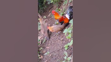 gà rừng cực đẹp.qaib qus zoo nkauj