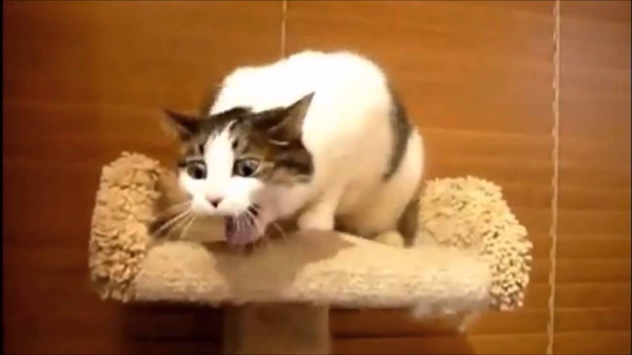 Cat coughs up hairball to the tune of Someone like you by Adele YouTube