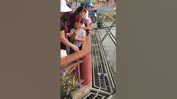 HUY câu cá sấu Suối Tiên 2016 - Crocodile fishing in the Suoi Tien