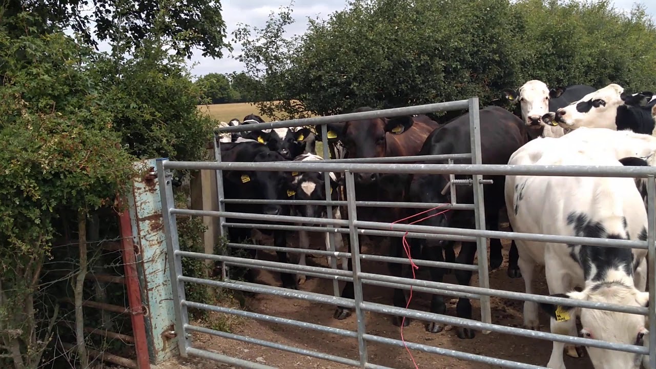 Cow Update Cow update - YouTube