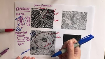 Estimating scale bars from a microscopy image