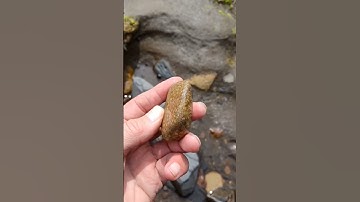 Can you guess what sort of fossil this is? 🪸 #fossilhunting #fossils #short #rock #coast #pebbles
