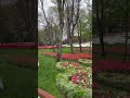 إني ذكرتك فاخضرت بساتيني وأشرق النور وازدنت دواويني Shorts 
