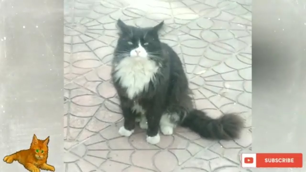 My Persian Cats Activities at outside home New born Puppies Dog