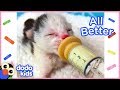 All Better Starlight — Help Starlight The Kitten Get Well Again! | Dodo Kids: All Better