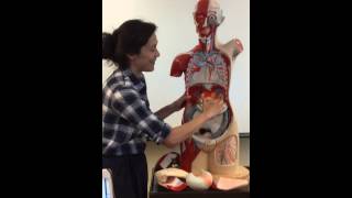 Professor Brockman&#39;s Anatomy Final Review Part 2/5