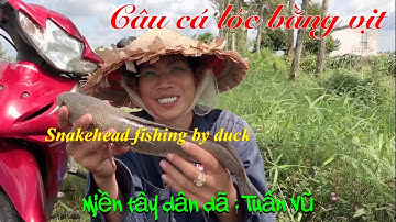 Câu cá lóc bằng vịt: bầy khói đèn và lòng ròng đỏ | cau ca mien tay | snakehead fishing by duck