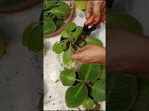 Video: Hoe om blomvaringplante te kweek – wenke vir geharde Gloxinia-versorging