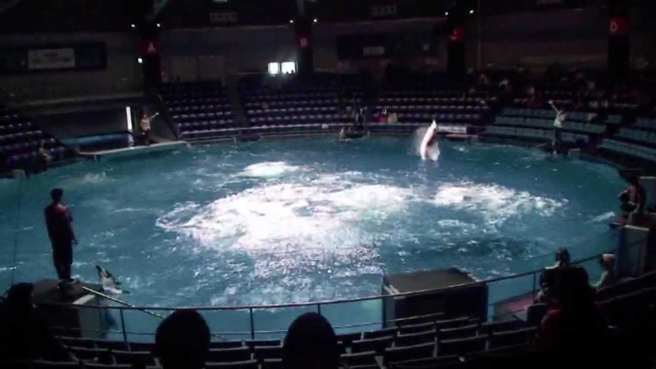 Epson Aqua Stadium - Shinigawa Tokyo - YouTube