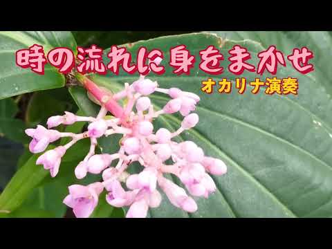 時の流れに身をまかせ/歌詞付き/テレサ・テン(オカリナ演奏・265曲目)オカリナハイビスOcarina Hibi’s