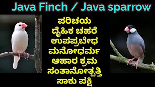 Java finch care in Kannada