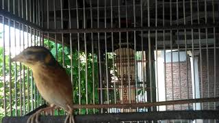 Burung Manyar belajar eriwik