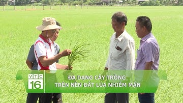 Đa dạng cây trồng trên đất lúa nhiễm mặn | VTC16