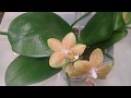 Орхидеи уценки из Бауцентра/покупки/