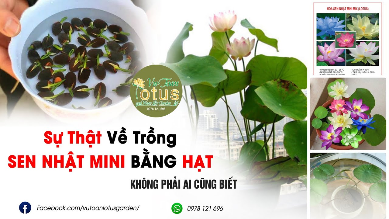 Sự thật về trồng Sen Nhật Mini bằng Hạt và Cái Kết... - youtube