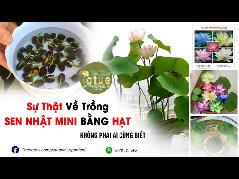 Video Sự thật về trồng Sen Nhật Mini bằng Hạt và Cái Kết... - youtube