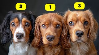 SPANIEL TYPES  10 TYPES OF SPANIELS