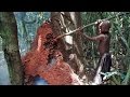 Baka Pygmies - Termite gathering and cooking