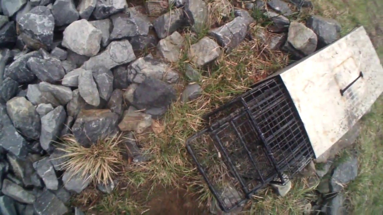 Instant Woodchucks in a Comstock Live Cage Trap ! YouTube