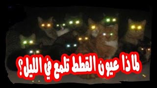 لماذا تلمع عيون القطط في الظلام/ وما السر في ذلك