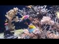 Oceanographic Museum Monaco 1080p HD