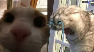 BEST FUNNY MEMES WITH CATS COMPILATION 10