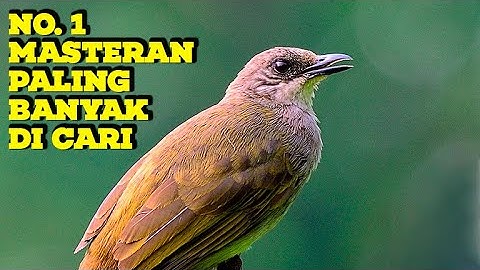 #1🔴 KAPAS TEMBAK GACOR JERNIH PANJANG MANTAP UNTUK MASTERAN SEGALA JENIS BURUNG JERNIH CEPAT MASUK