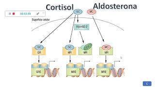 Fisiopatología del Cushing