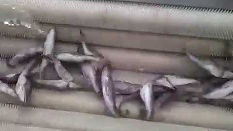 Fish Scaler Machine, Automatic Fish Descaling Machine