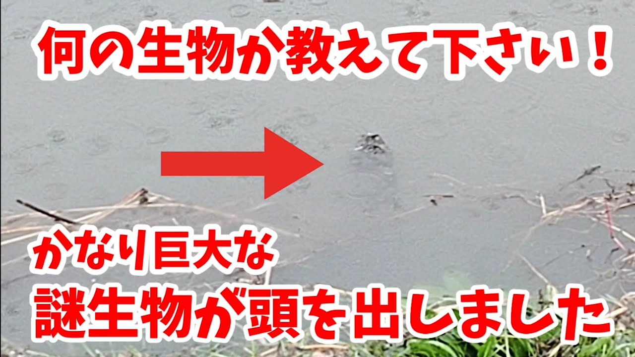 【お願いします】これが何の生物か教えて下さい。 川の中に得体の知れない謎の生物が蠢いてました。 20211109、カラス&四つ足カルテット YouTube 【お願いします】これが何の生物か教えて下さい。 川の中に得体の知れない謎の生物が蠢いてました。 20211109、カラス&四つ足カルテット YouTube