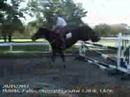 Jumper Erika Nieto "Plebello" horse from sale caba...