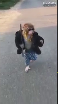 What an interesting video! come and watch it !  #bigolivevideo