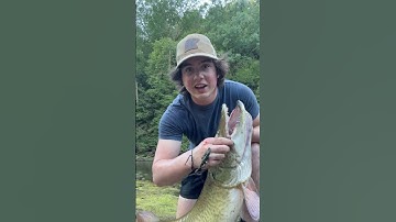 BIG Muskie on light line #musky #fishing #muskie #muskyfishing #muskiefishing