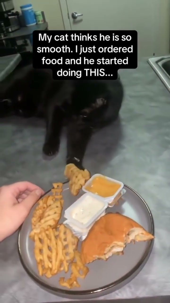 Kittyo think he like prvnci but stories to be sneaky