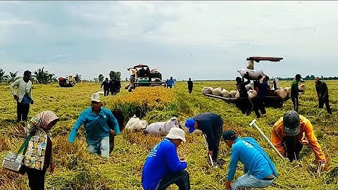 Chia sẻ cảnh người dân săn bắt chuột đồng;đã là nghề tay trái của nhiều người dân ở miền Tây.