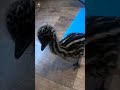 Emu Life Day 13 - Kitchen Rendezvous #shorts