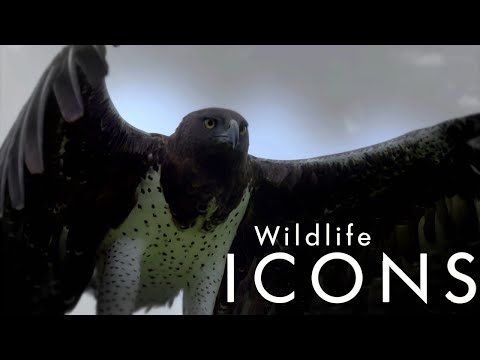 Герои дикой природы / Wildlife Icons-07  Гамадрилы парка Аваш