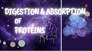 protein digestion and absorption