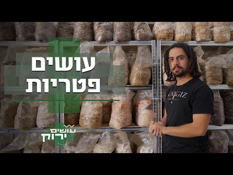 וִידֵאוֹ: מאיפה מגיעות פטריות שיטאקי?